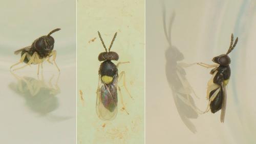 Coccophagus sp.